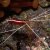 Animales Marinos &raquo; Crustaceos